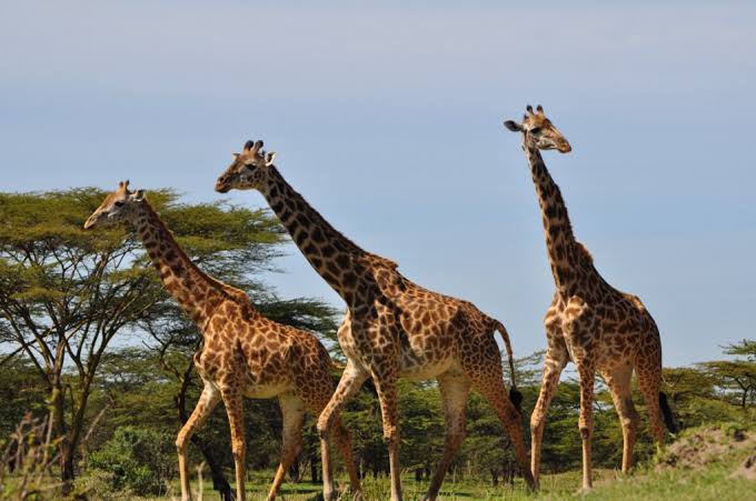 Giraffe in Mikumi National Park